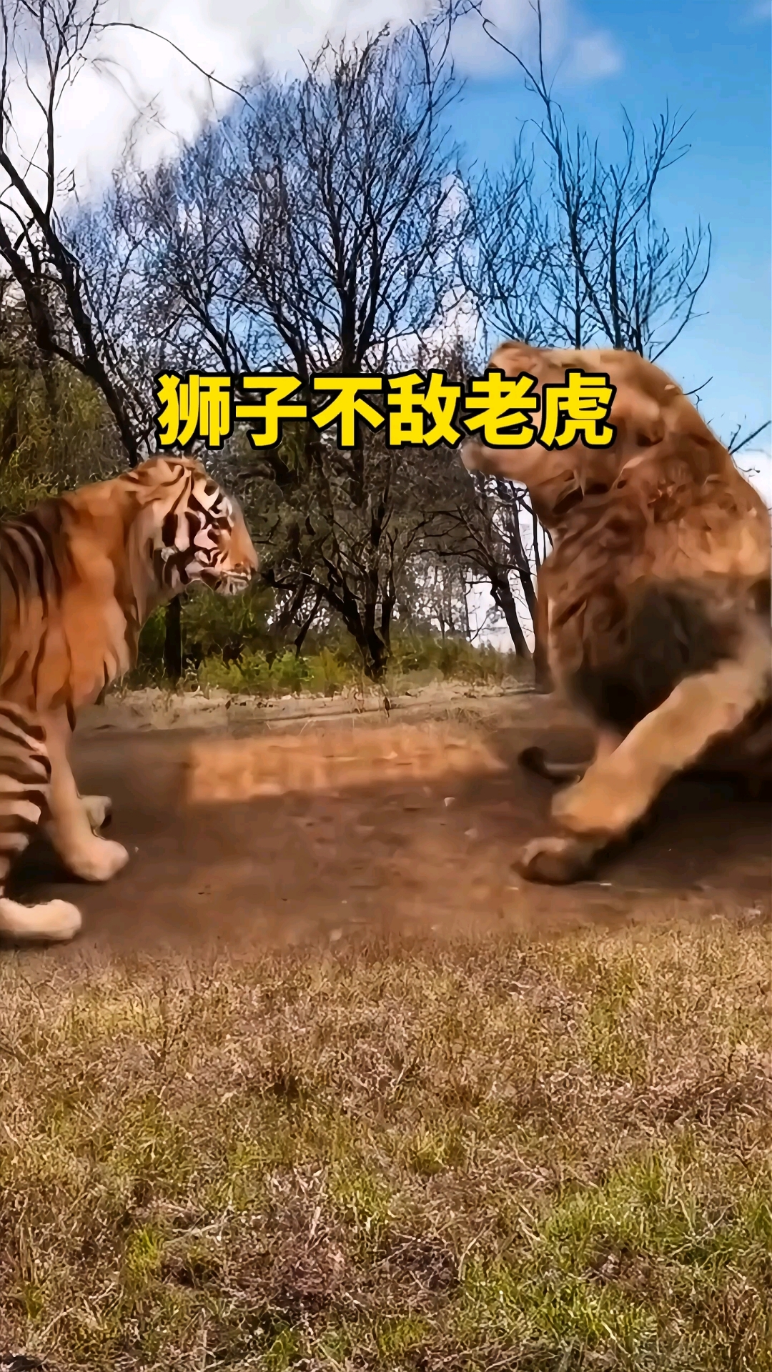 关于雄狮在客场击败对手，迎来一场难得的胜利的信息